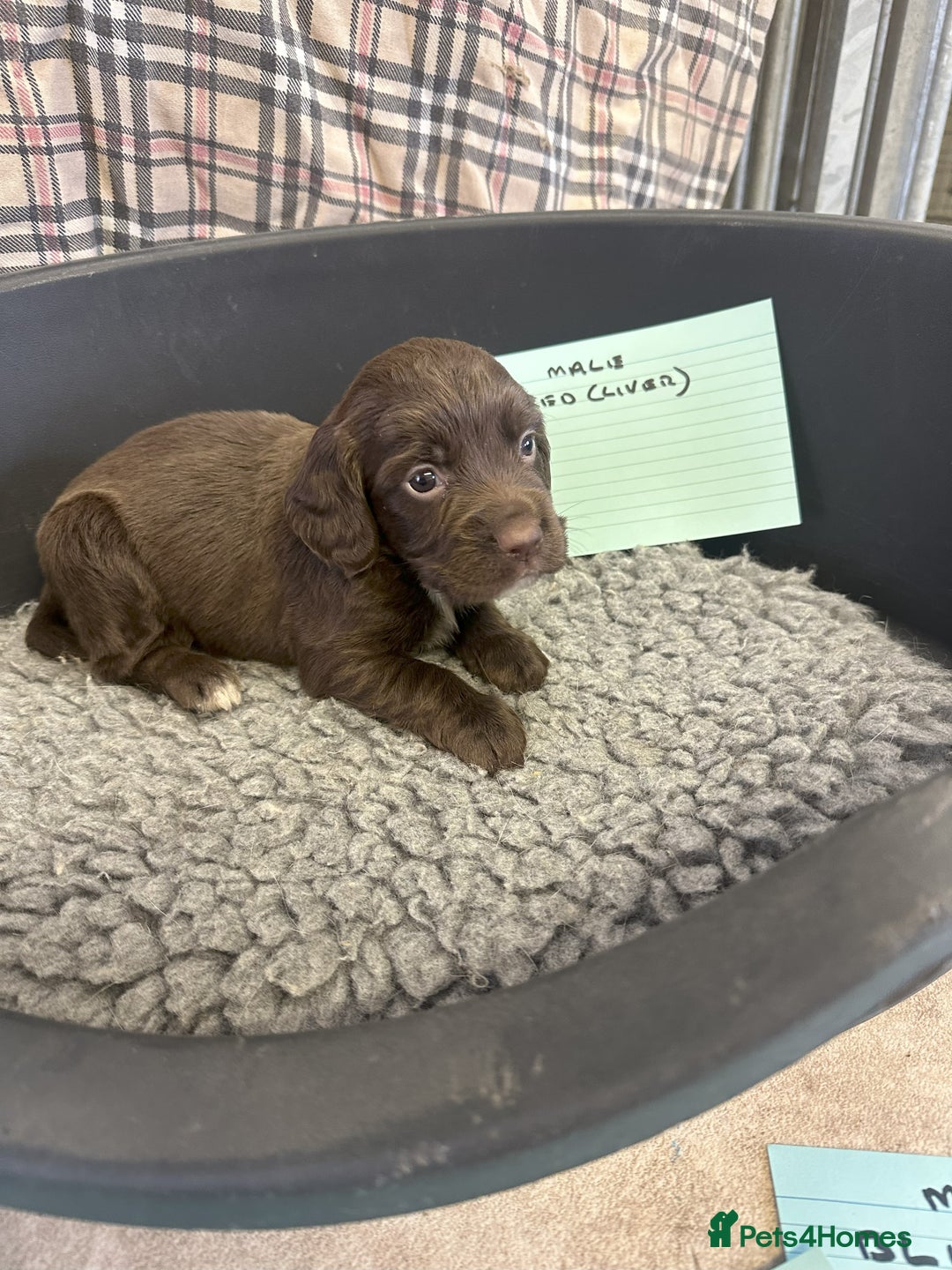 Cocker Spaniel dogs for sale: Two cocker spaniel litters - Image 16