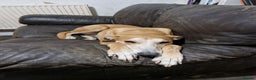 Lurcher dogs for adoption: BAILEY, male lurcher in rescue in Halifax - Advert 4