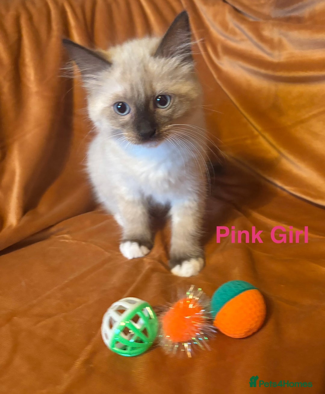 Ragdoll cats for sale: Adorable pure Ragdoll kittens boys and girls - Image 4