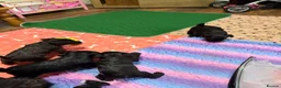 Miniature Schnauzer dogs for sale: KC Reg Black Miniature Schnauzer Puppy – Female in Bristol - Advert 2