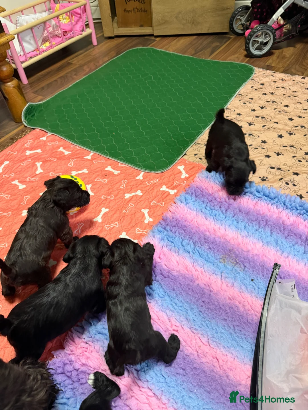 Miniature Schnauzer dogs for sale: KC Reg Black Miniature Schnauzer Puppy – Female in Bristol - Advert 2