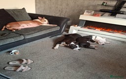 American Bull Staffy dogs for sale: 'Dodge' (boy) - Image 6