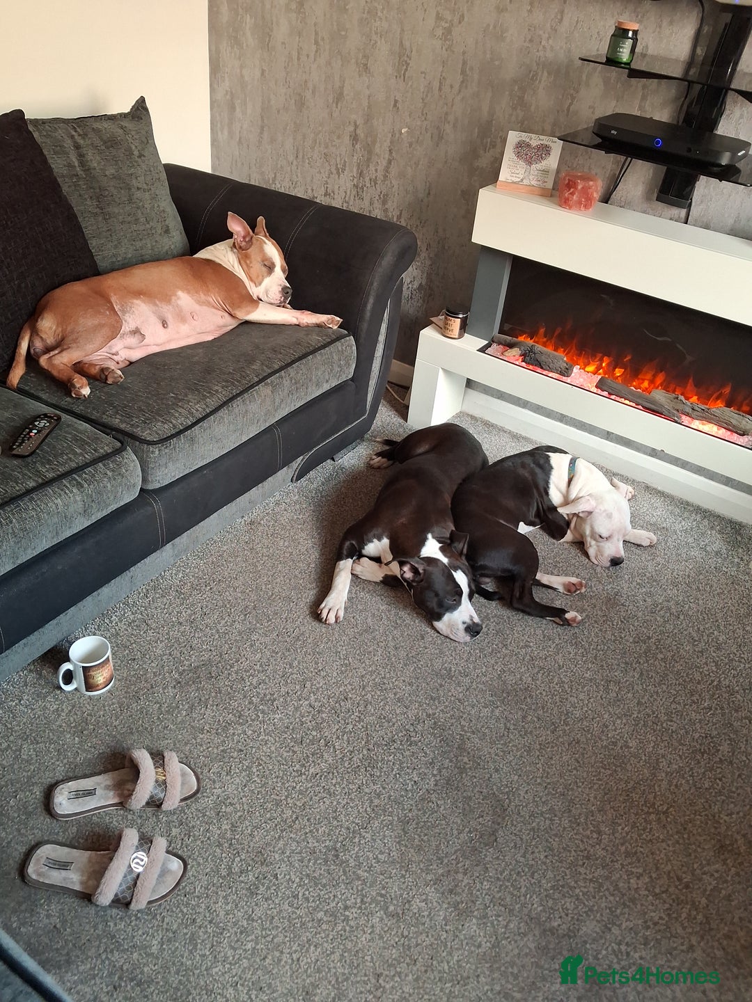 American Bull Staffy dogs for sale: 'Dodge' (boy) - Image 6