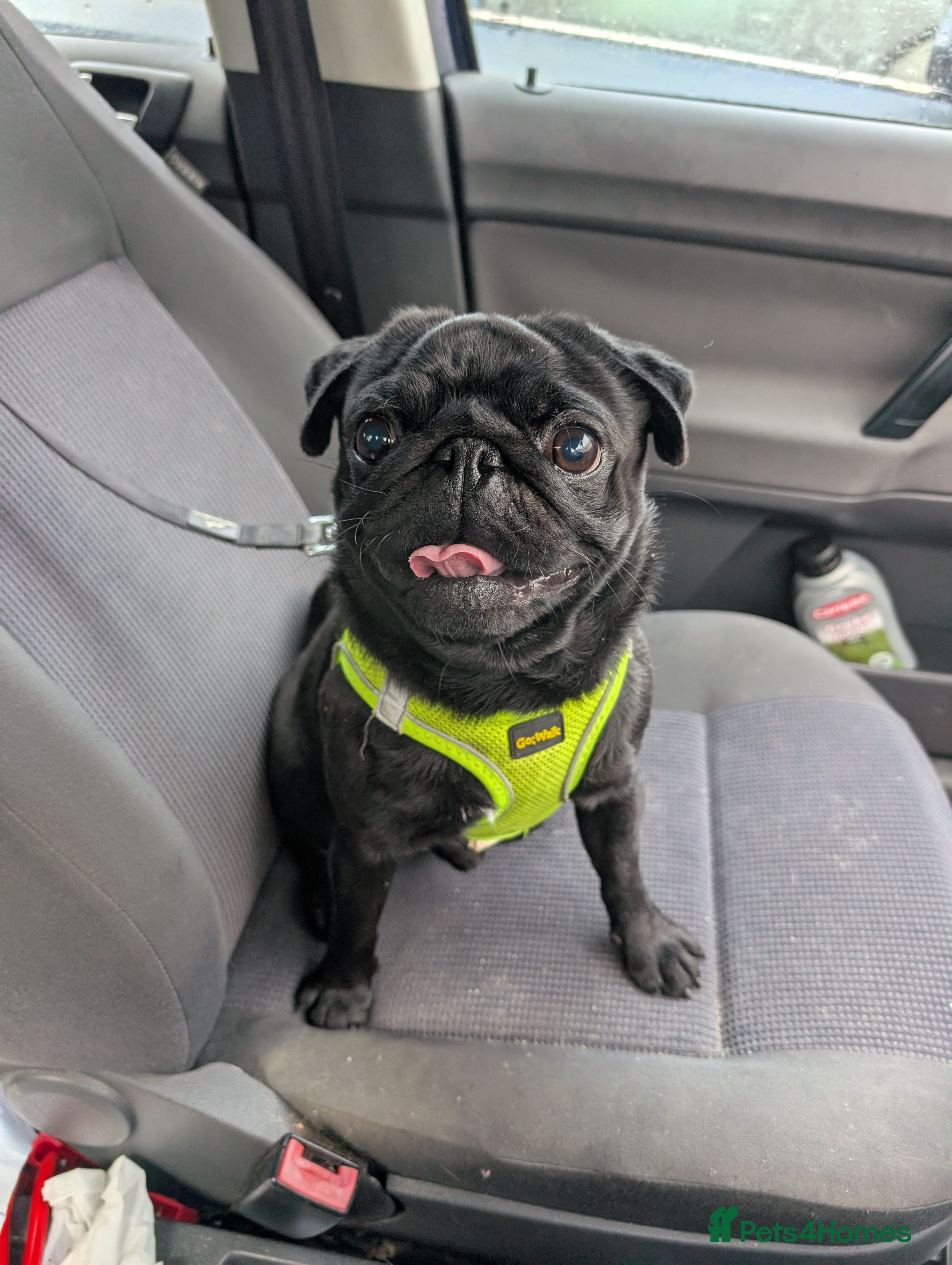 Pug dogs Errol the pug - Advert 1