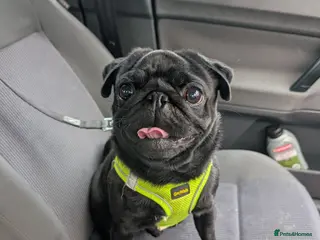 Pug dogs Errol the pug - Advert 1