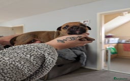 Mixed Breed dogs for sale: Staff cross pups - Image 2