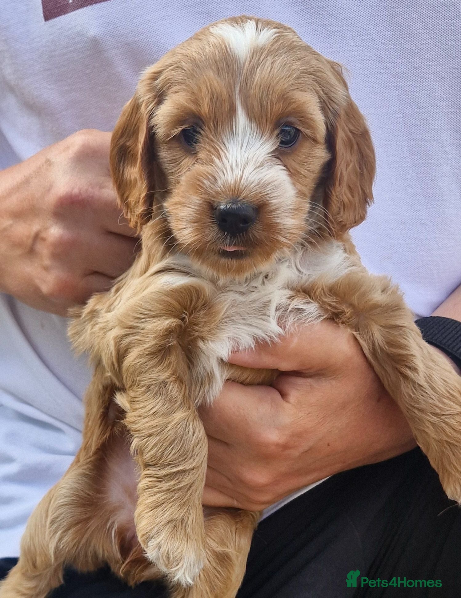 Cockapoo dogs Beautiful Cockerpoo Puppies - Advert 2