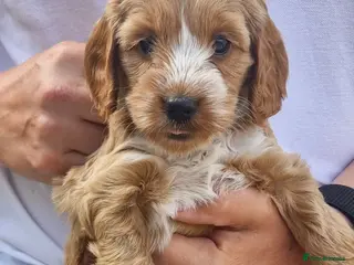 Cockapoo dogs Beautiful Cockerpoo Puppies - Advert 2