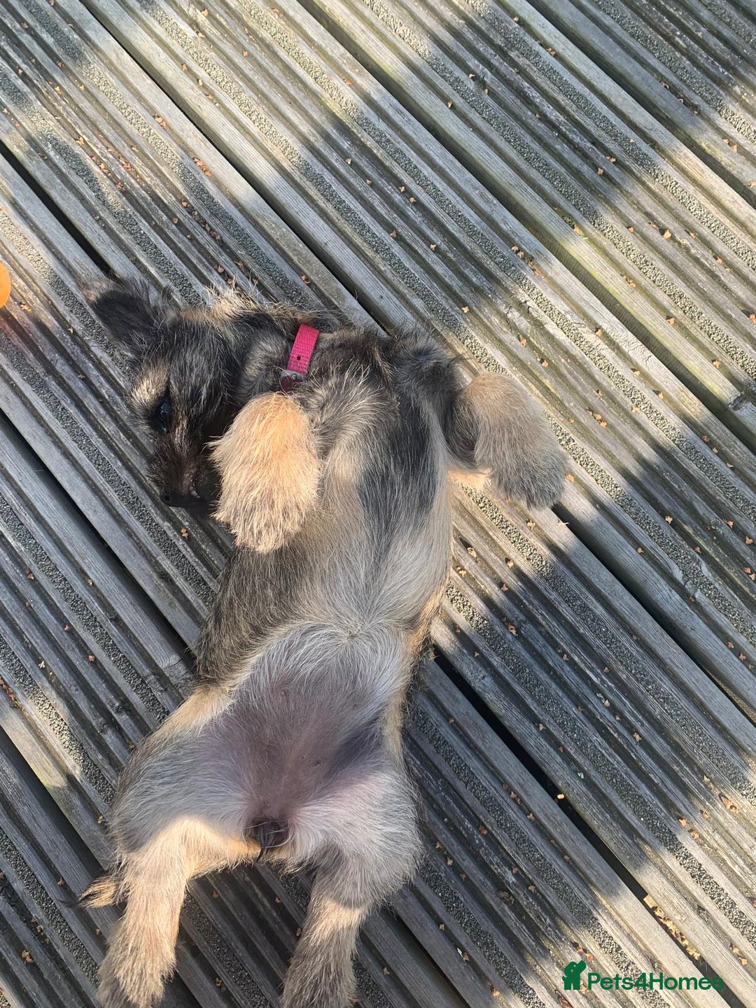 Mixed Breed dogs for sale: Border cross Cairn Terrier puppy - Image 3