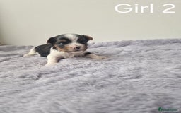 Biewer Terrier dogs for sale: Yorkshire Biewer Terriers Puppies - Image 5