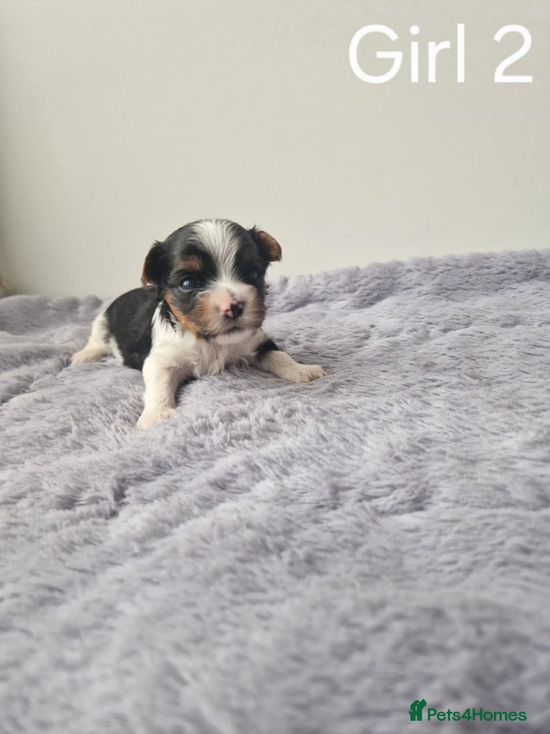 Biewer Terrier dogs for sale: Yorkshire Biewer Terriers Puppies - Image 5