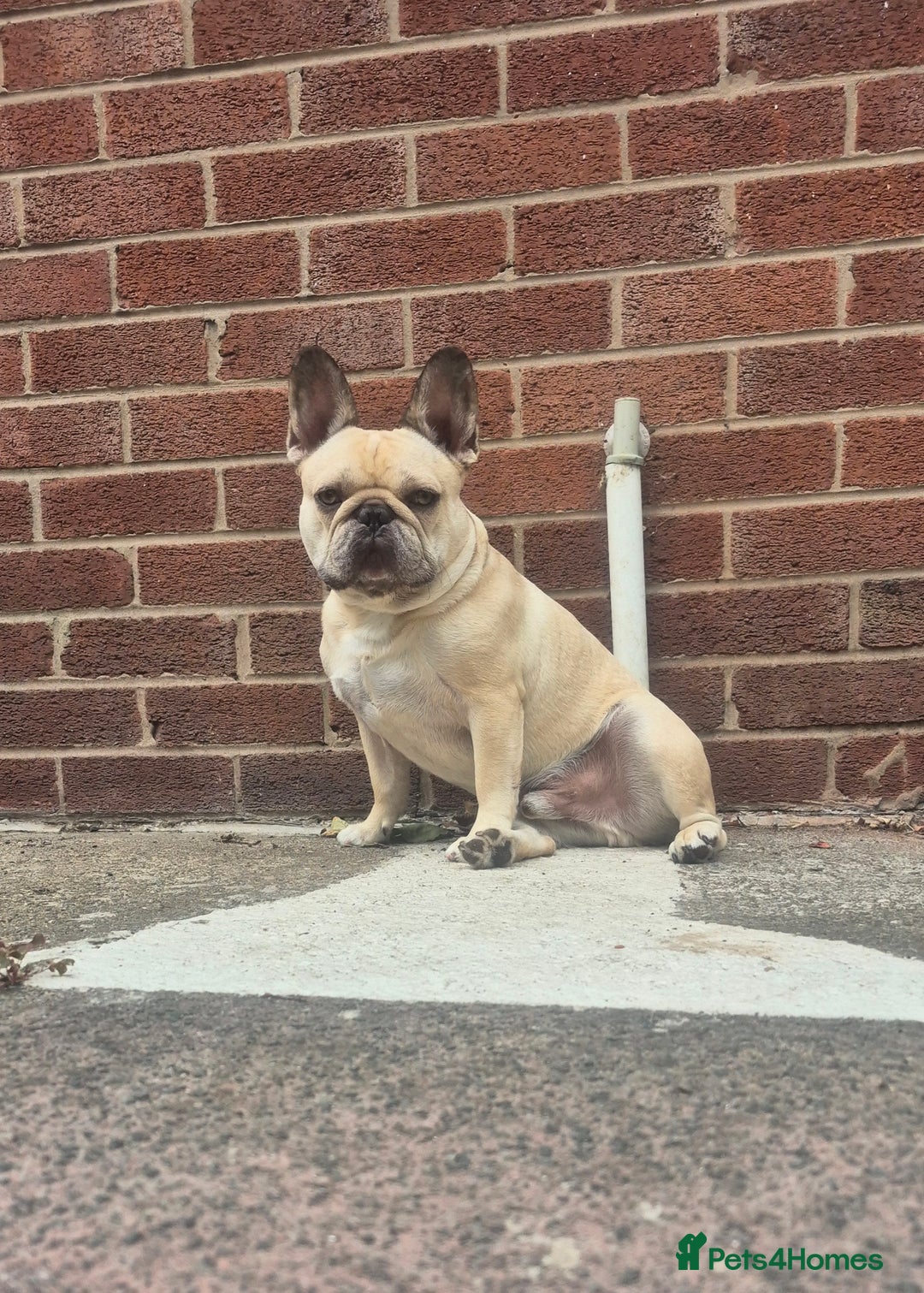 French Bulldog dogs for sale: French bulldog - Advert 6