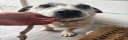 Mixed Breed dogs for adoption: Alba - Helpnall Norfolk  - Advert 8