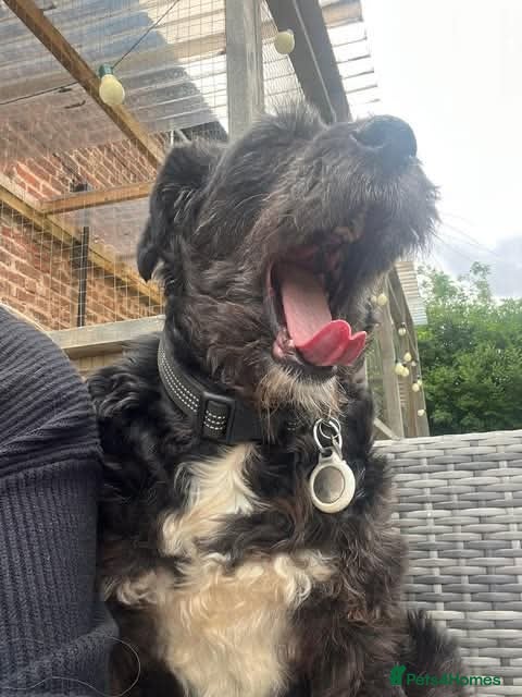 Meet Livi, currently residing in Cheshire — Mixed Breed