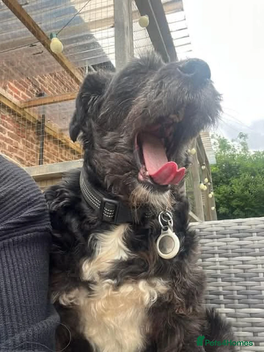 Mixed Breed dogs for adoption: Meet Livi, currently residing in Cheshire - Advert 11