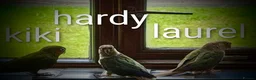 Conures birds for sale: 3 female conures in Stoke-on-Trent - Advert 2
