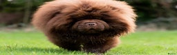 Chow Chow dogs for stud: Outstanding Chocolate kc Reg Stud Boy in Pontefract - Advert 6