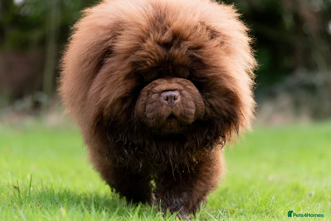 Chow Chow dogs for stud: Outstanding Chocolate kc Reg Stud Boy in Pontefract - Advert 6