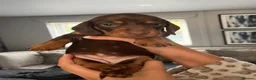 Miniature Dachshund dogs for sale: Miniature Dachshund in Leyland - Advert 11