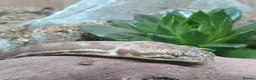 Python Snake reptiles for sale: 1.1 CB22 Unrelated Stimson's Python Pair  in Tamworth - Advert 5