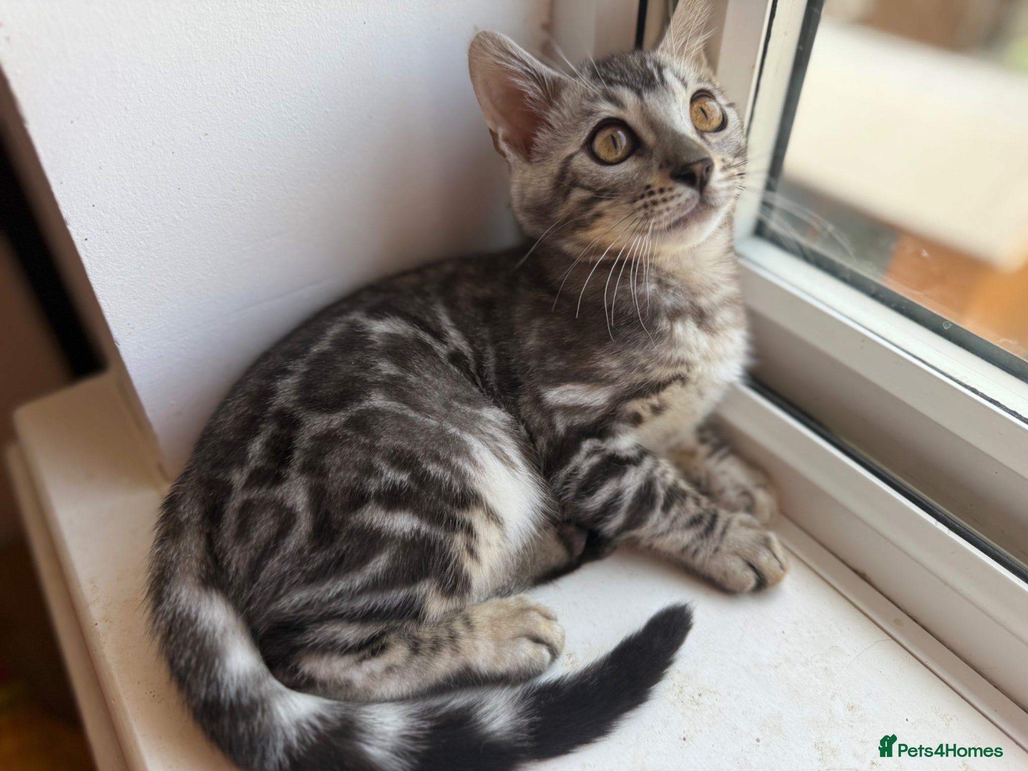 Bengal cats Exceptional Pure Pedigree Silver Grey TICA Bengal - Advert 1
