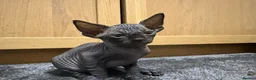 Sphynx cats for sale: Sphynx kitten Tica acctive - Advert 12