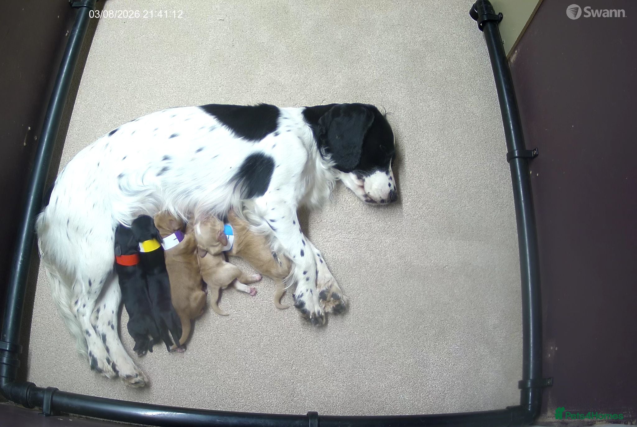 Cocker Spaniel dogs Working cocker spaniel puppies KC reg. 5 star   - Advert 12