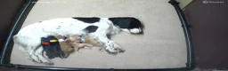 Cocker Spaniel dogs for sale: Working cocker spaniel puppies KC reg. 5 star   - Advert 1