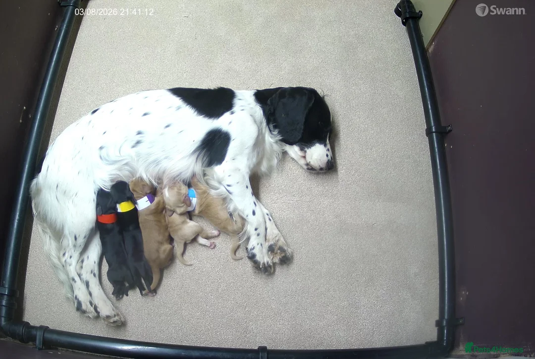 Cocker Spaniel dogs for sale: Working cocker spaniel puppies KC reg. 5 star   - Advert 1