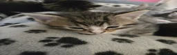 Mixed Breed cats for sale: 6 gorgeous kittens  - Advert 7