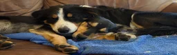 Sprollie dogs for sale: Otto & Hank - collie x’s bonded pair (1.5 & 2 yo) - Advert 9