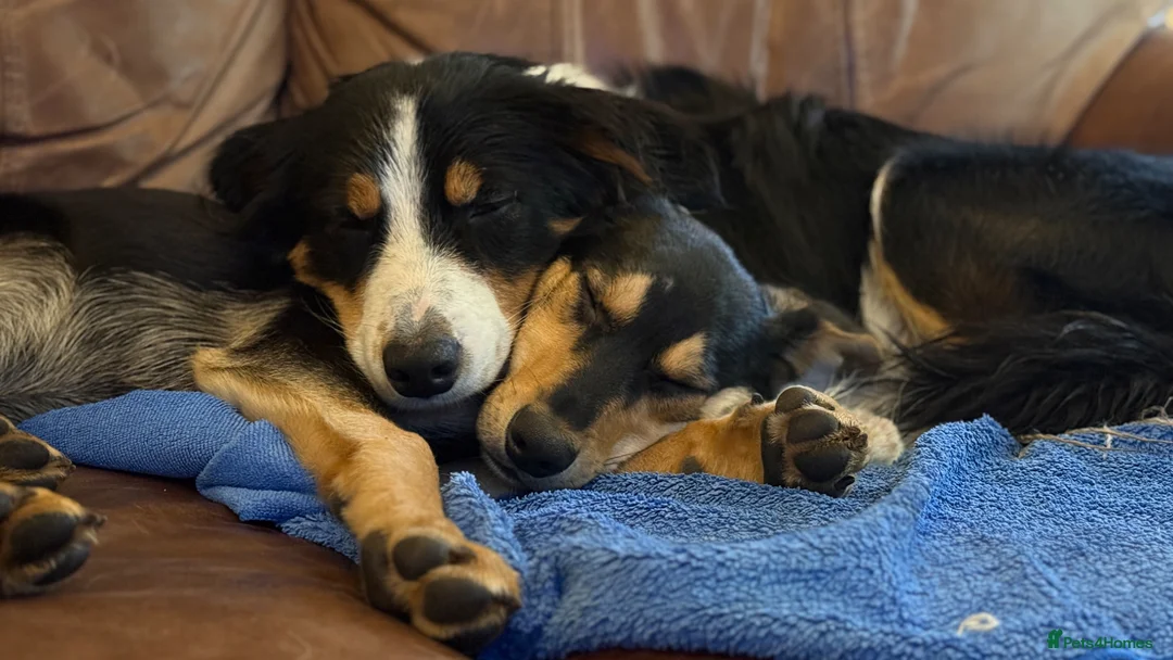 Sprollie dogs for sale: Otto & Hank - collie x’s bonded pair (1.5 & 2 yo) - Advert 9