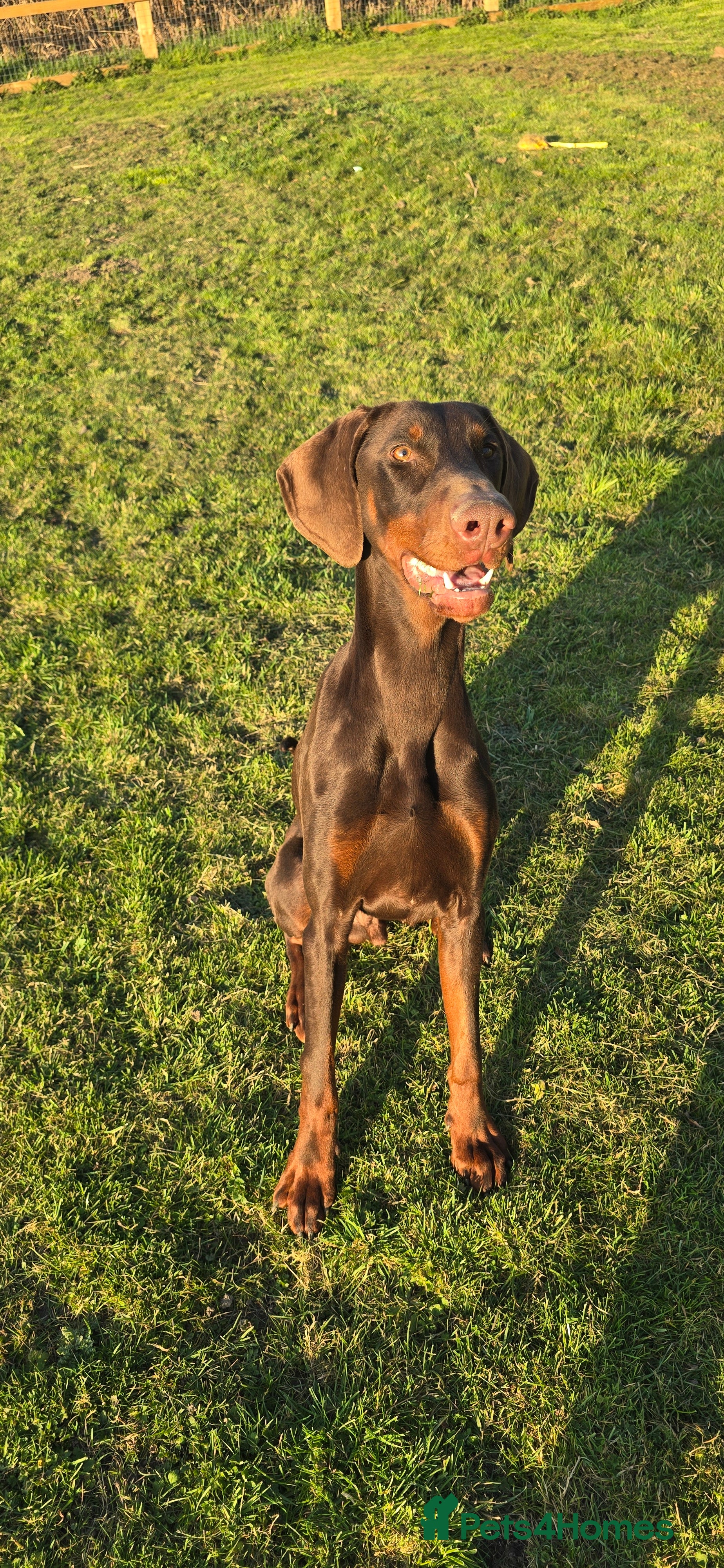 Dobermann dogs Brown and tan male  in Wisbech - Advert 7