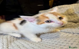Domestic Shorthair cats for sale: Real life Garfield🤩 - Image 35