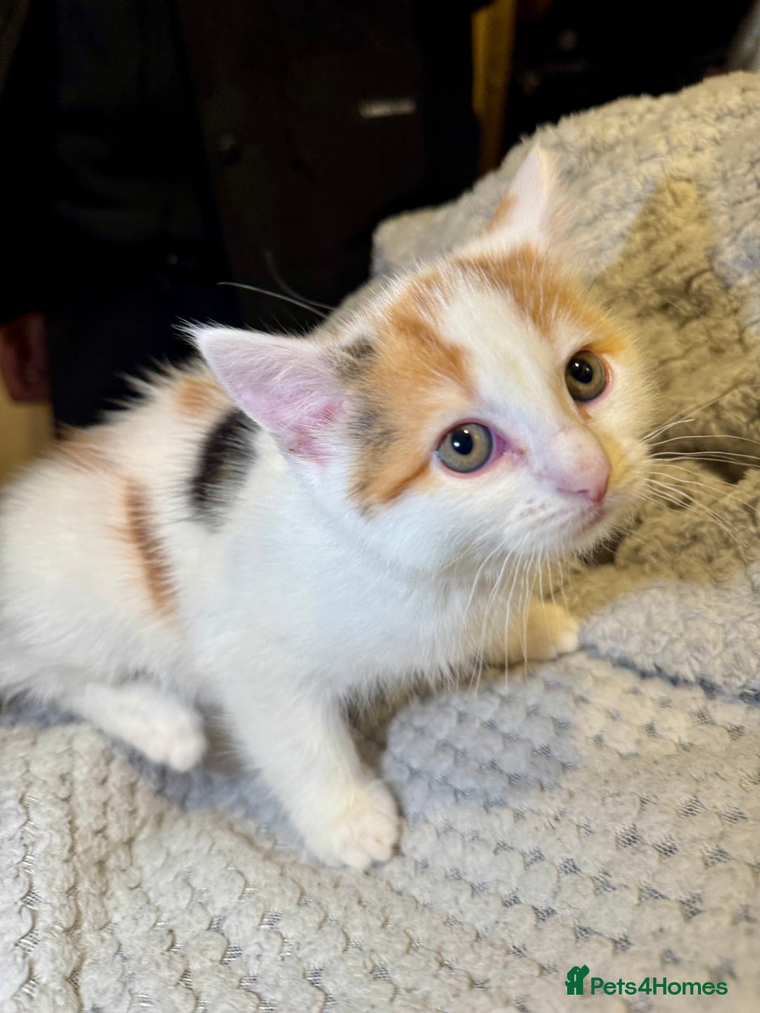 Domestic Shorthair cats for sale: Real life Garfield🤩 - Image 35