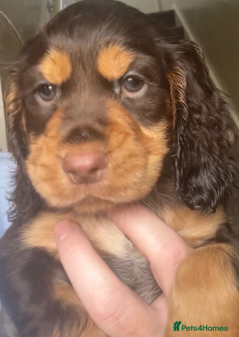 Cocker Spaniel dogs Stunning colours Cocker spaniel Puppies 🐶🐶🩷💙 - Advert 1