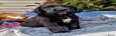 Springador 2