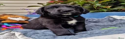 Springador dogs for sale: BEAUTIFUL SPRINGADOR PUPPIES - Advert 22