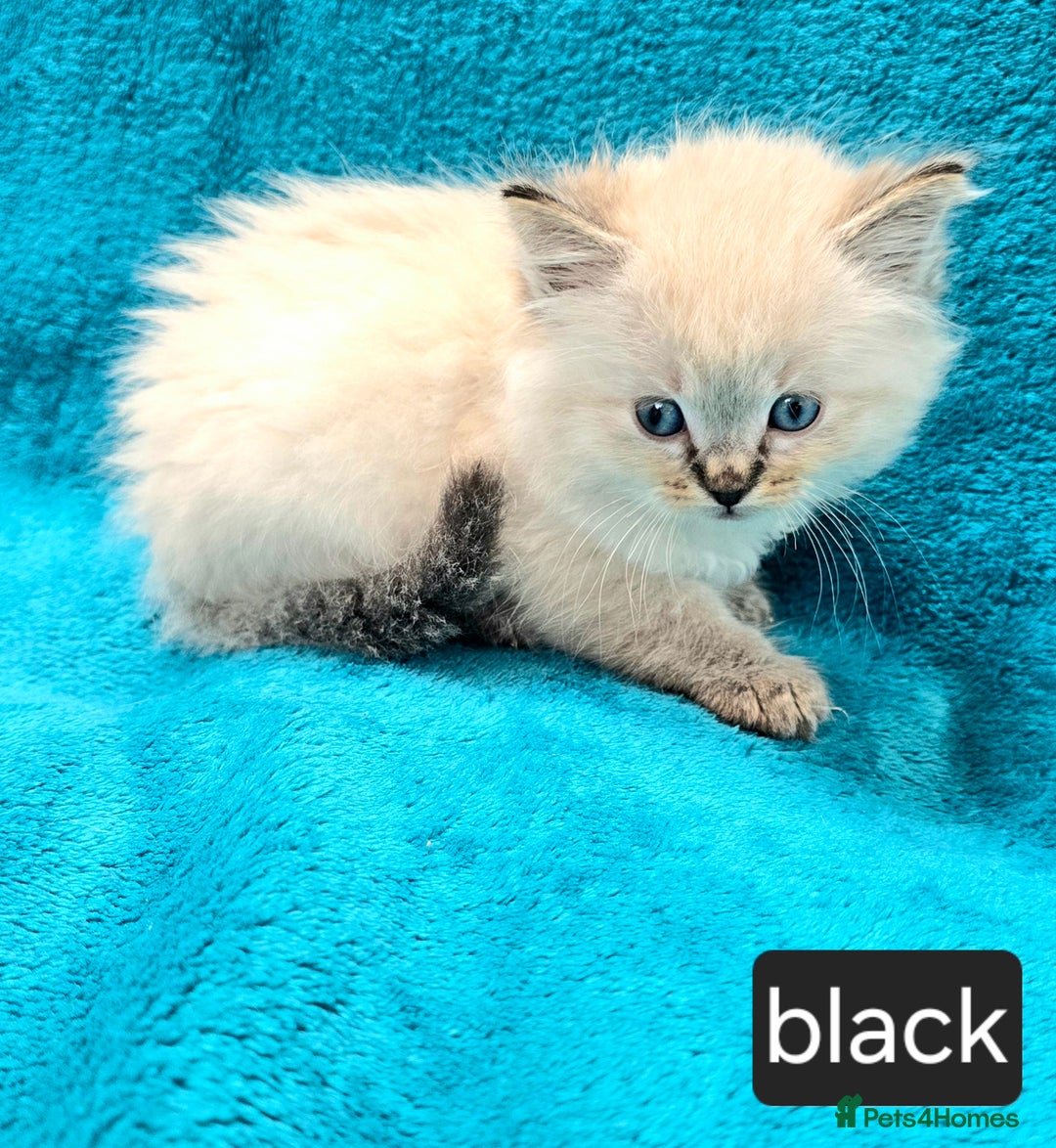 Ragdoll cats for sale: PEDIGREE GCCF REG CHAMPION LINE RAGDOLL KITTENS - Image 19