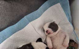 Mixed Breed dogs for sale: Frenchie cross chihuahua  - Image 2