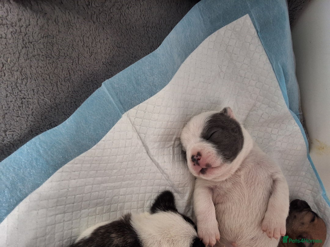 Mixed Breed dogs for sale: Frenchie cross chihuahua  - Image 2