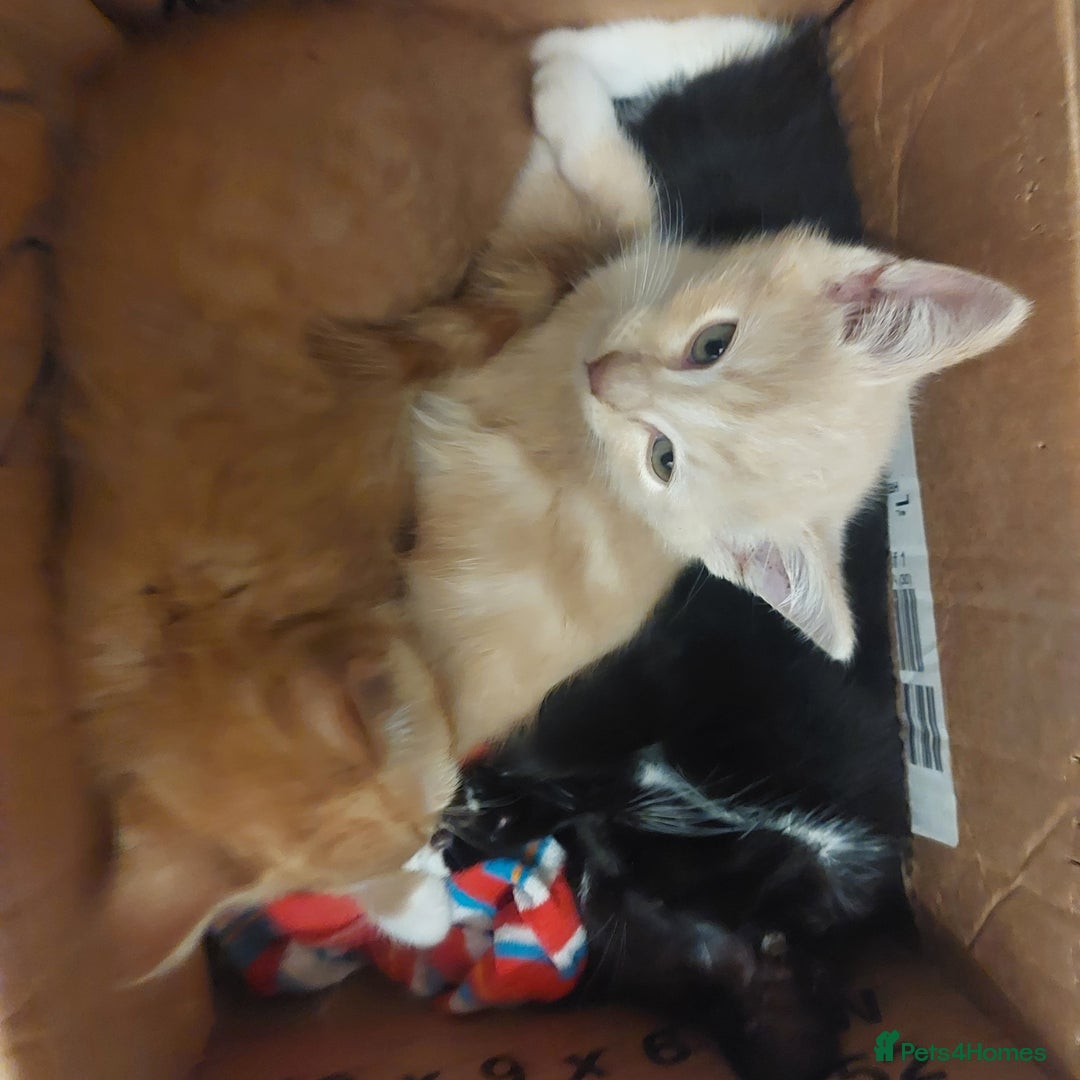 Mixed Breed cats for sale: Lovely Ginger Kittens 😻 - Image 6