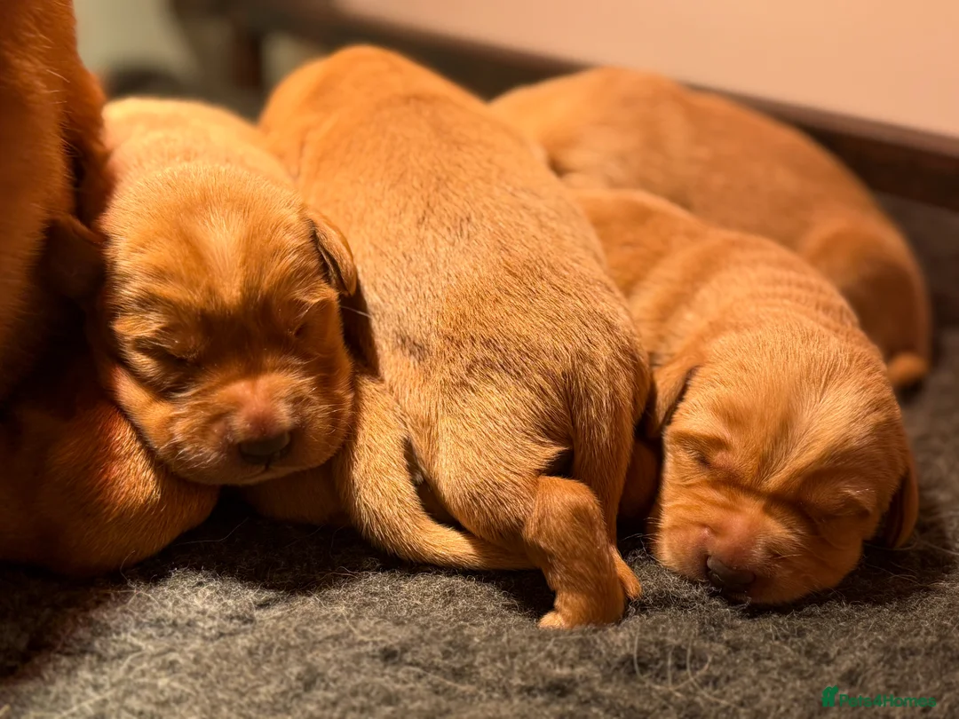 Labrador Retriever dogs for sale: Beautiful Deep Red KC Reg Labradors 5* Breeder - Advert 17