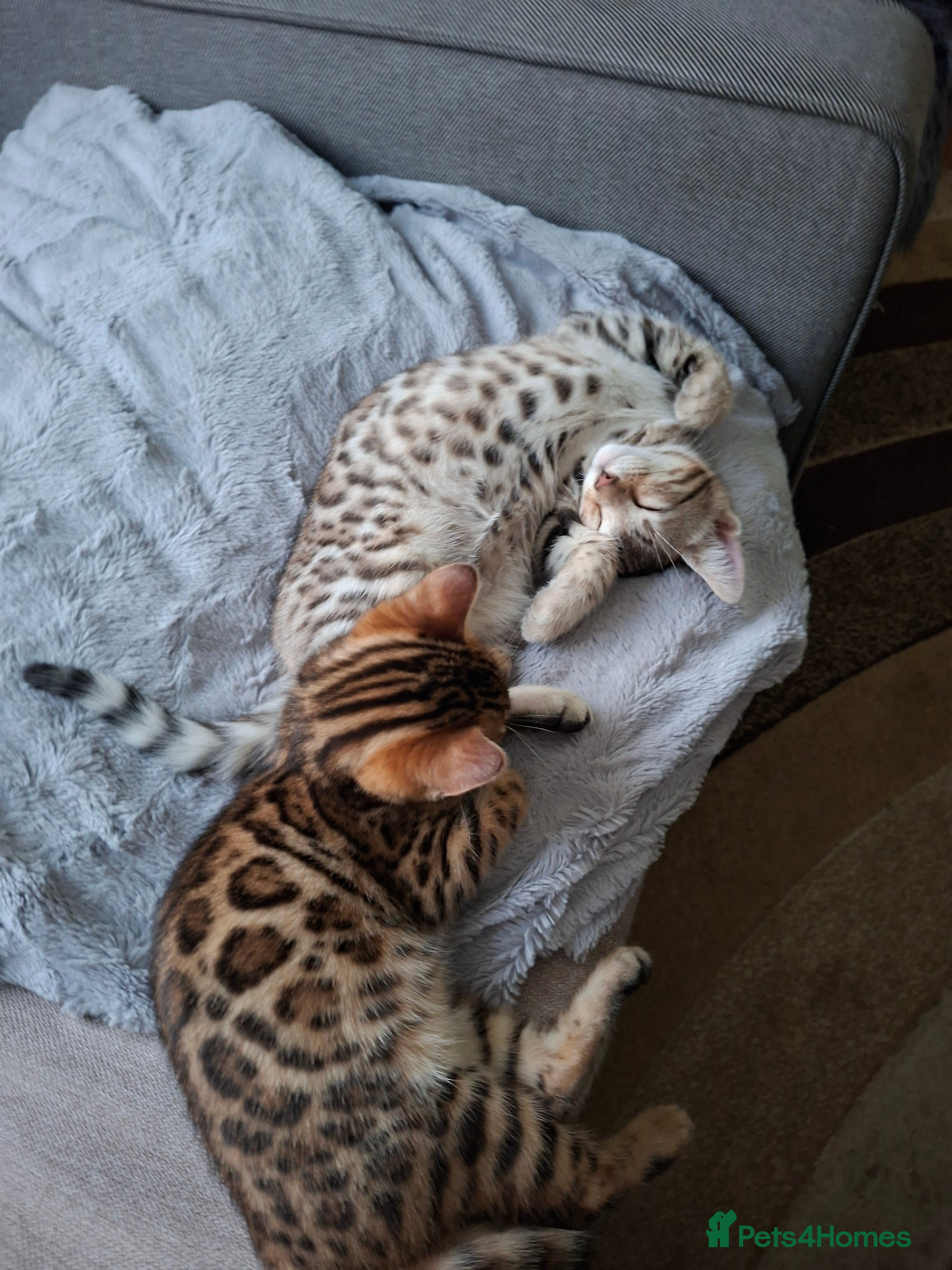 Bengal cats JUST ONE BENGAL LEFT - silver boy - Advert 1