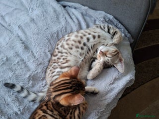 Bengal cats JUST ONE BENGAL LEFT - silver boy - Advert 1