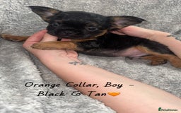 French Bulldog dogs for sale: Visual Fluffy French Bulldogs - Image 4