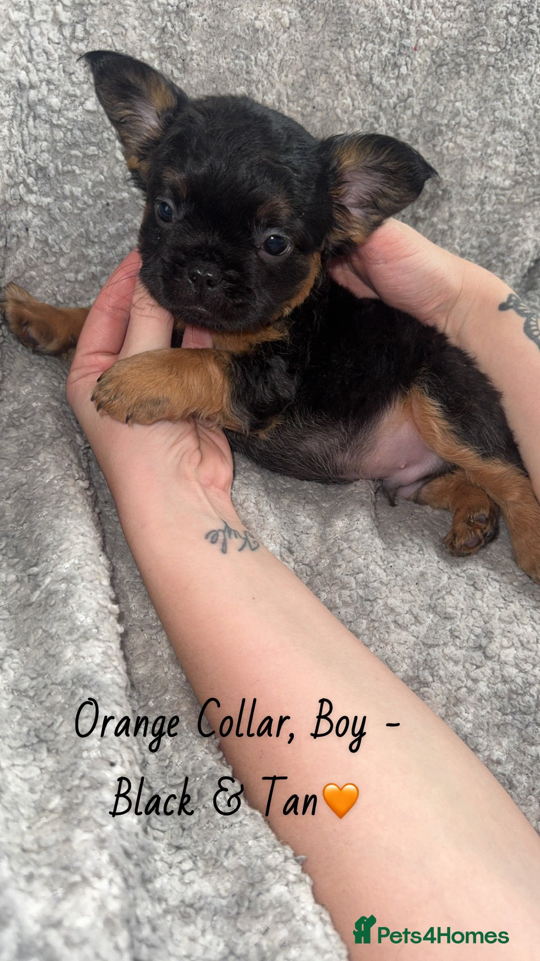 French Bulldog dogs for sale: Visual Fluffy French Bulldogs - Image 4