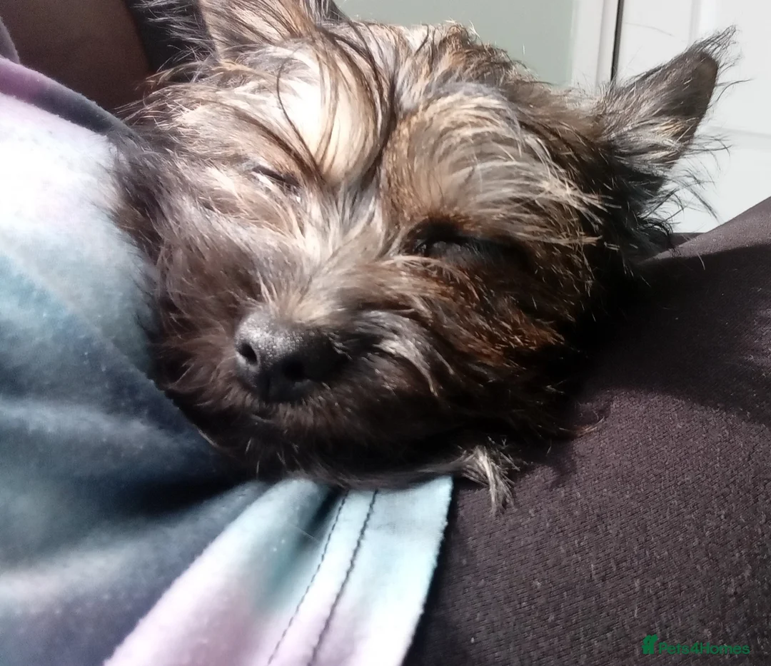 Mixed Breed dogs for sale: Gorgeous Yorkie Cross pup looking for forever home in Welwyn Garden City - Advert 2