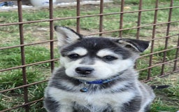 Siberian Husky dogs for sale: Beautiful Male and Female Husky pups  - Image 8