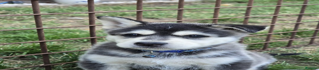 Siberian Husky Puppy 1